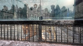 VLADIMIR PUTIN POSLAO "POKLON" SEVERNOJ KOREJI: Lavica, medvedi i još egzotičnih životinja na spisku!