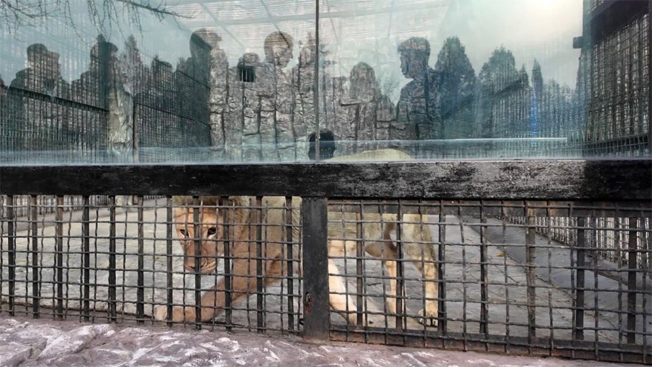 VLADIMIR PUTIN POSLAO "POKLON" SEVERNOJ KOREJI: Lavica, medvedi i još egzotičnih životinja na spisku!