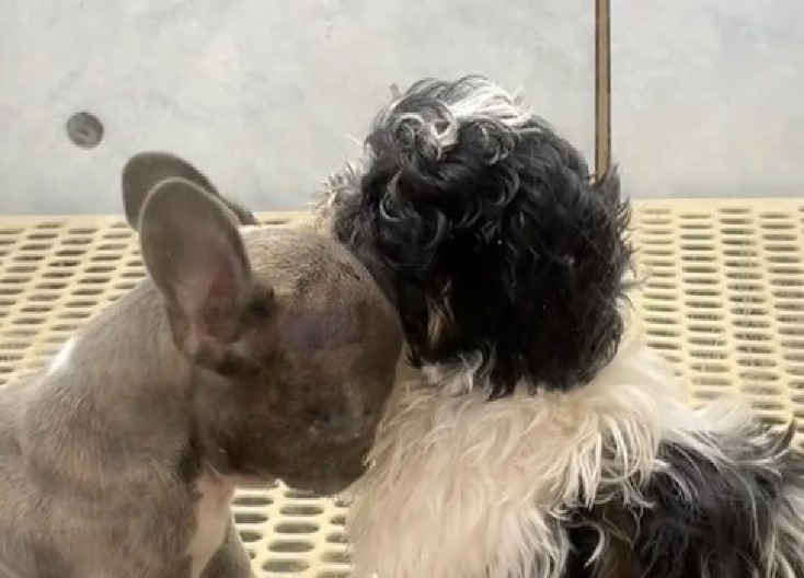 OVE DVE KUCE SU NEŠTO NAJSLAĐE ŠTO ĆETE VIDETI DANAS Njihova ljubav rastopiće i najtvrđa srca! (VIDEO)