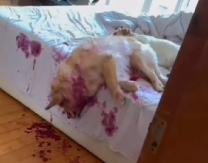 UŠLA U KUĆU, ZATEKLA CRVENE TRAGOVE NA STEPENICAMA Kada je ugledala jezivu scenu u spavaćoj, zaledila joj se krv u žilama! (VIDEO)