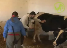 OPSADNO STANJE NA FARMI ZBOG KRAVE! U štali pukla svađa farmera zbog bolesti životinje