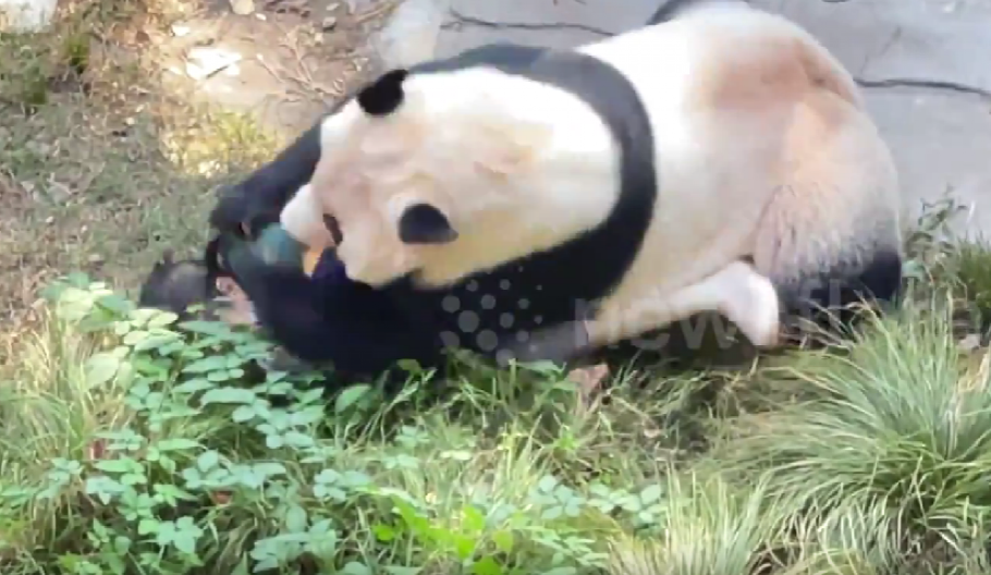 DRAMA U ZOOLOŠKOM VRTU Panda napala čuvara , istraga u toku