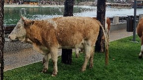 KRAVA USMRTILA ŽENU Užas u selu Vesela: Pala je mrtva na licu mesta