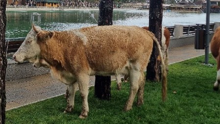 KRAVA USMRTILA ŽENU Užas u selu Vesela: Pala je mrtva na licu mesta