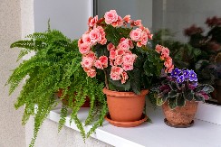 PREMA NARODNOM VEROVANJU POMAŽE U OPORAVKU OD BOLESTI Kome želite zdravlje i dug život, obavezno poklonite ovaj divni cvet