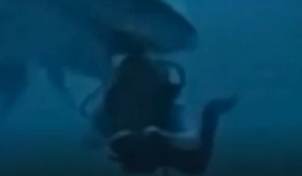 HOROR NA MALDIVIMA! Ajkula uhvatila GLAVU ronioca i počela da je trese (VIDEO)