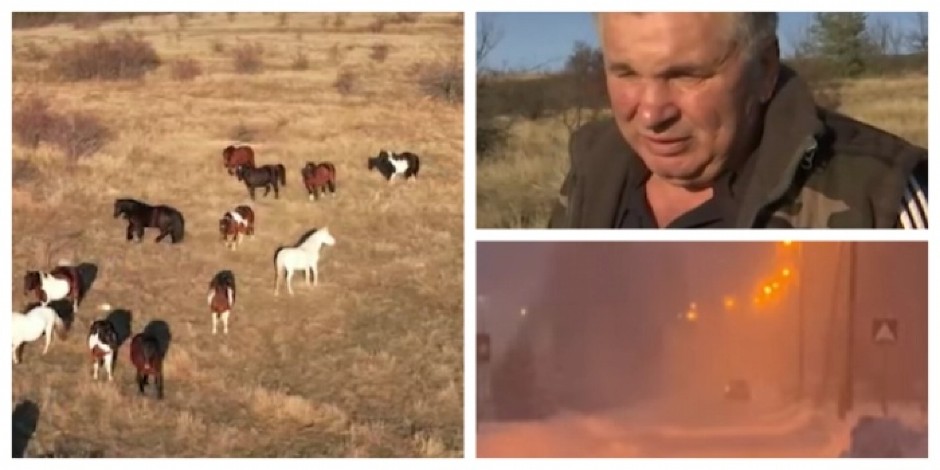 DA ĆI ĆE ZIMA BILI OŠTRA ILI BLAGA Ovako stočari sa Stare planine predosete da li će biti velikih snegova