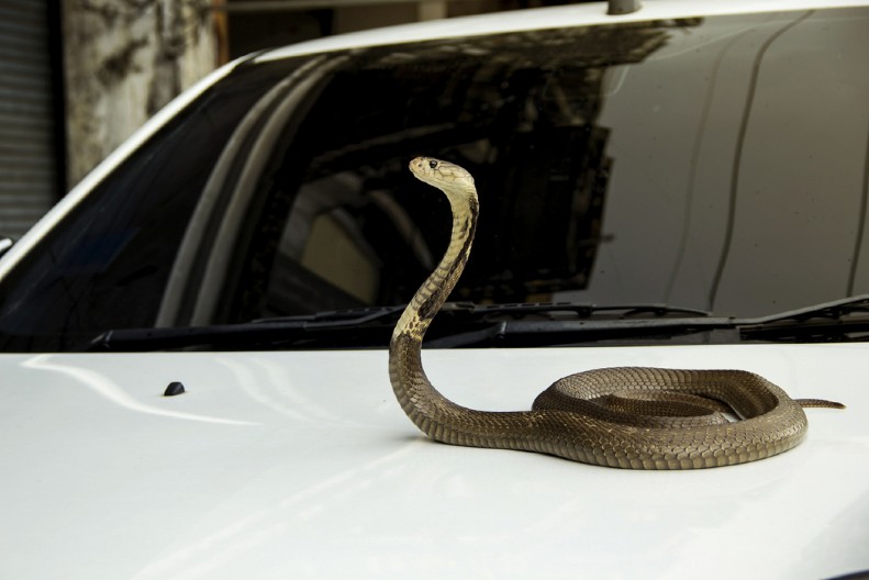 ŽENA OTKRILA OTROVNU ZMIJU U SVOM AUTOMOBILU Hitno prebačena u bolnicu