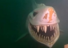 SAMO SU ČULI VRISAK! TURISTKINJA TEŠKO POVREĐENA U NAPADU AJKULE: Kupači svedočili UŽASU