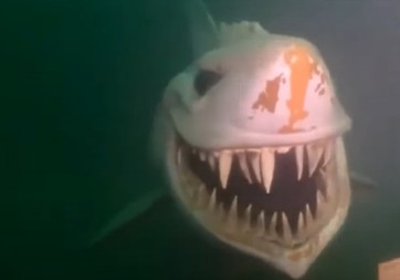 SAMO SU ČULI VRISAK! TURISTKINJA TEŠKO POVREĐENA U NAPADU AJKULE: Kupači svedočili UŽASU