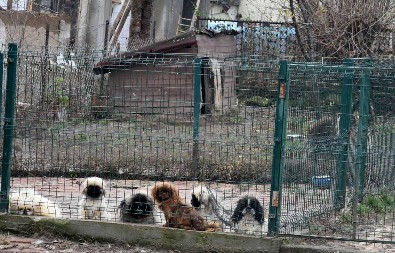 SKUPOCENI PSI IZ KRUŠEVCA NA PUTU ZA EU Policija upala u dvorište, pronašli 10 štenaca ove rase!