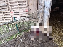 ''NA SVE STRANE MRTVI, KRVI JE BILO SVUDA'': Čopor krupnih pasa lutalica napravio krvoproliće u Lunovom selu (UZNEMIRUJUĆE FOTOGRAFIJE)