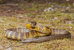 SAD JE VREME DA IH POSADITE U DVORIŠTU Ovo su 3 biljke koje zmije apsolutno ne podnose
