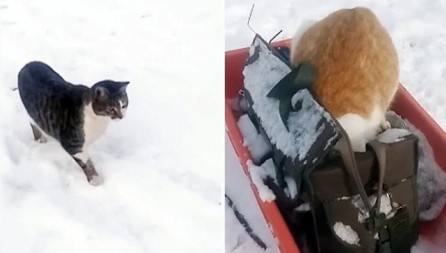 MAČKE REKETIRAJU Hit snimak krznene bande