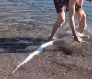 "STVORENJE SUDNJEG DANA" PONOVO VIĐENO Pojavljuje se samo pred velike katastrofe (VIDEO)