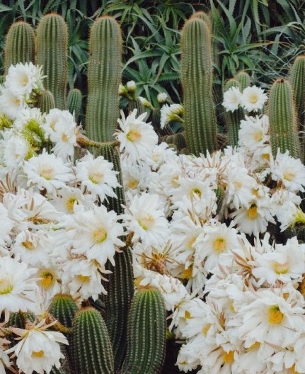 SAKRILA SE MEĐU KAKTUSE I CVEĆE Samo oni sa inteligencijom genija uspeće da pronađu mačku na fotografiji za 12 sekundi