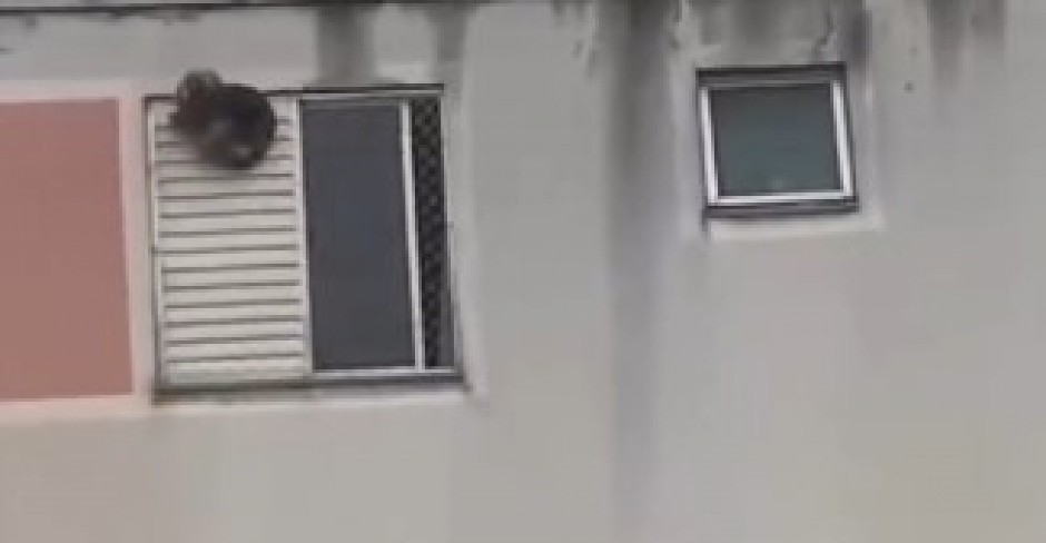 PAS ZAGLAVIO NOGU U ROLETNI, PRESTRAVLJEN CVILEO OD BOLOVA Izgubio je snagu i pao, ali onda je naišla žena heroj! (VIDEO)