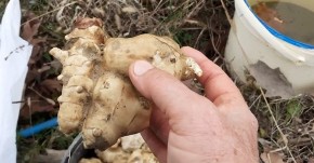 ČUVENI SRPSKI TRAVAR TVRDI Ova biljka je ključna za osobe sa dijabetesom i visokim holesterolom