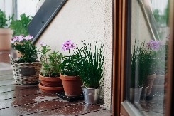 SOBNE BILJKE KOJE USPEVAJU I AKO STE ZABORAVNI Ovih pet vrsta je najotpornije i krasiće vam dom čak i kad se retko setite da ih zalijete