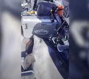 DRAMA NA PUČINI Delfin težak više od 400 kilograma uskočio pecarošima u čamac, jednog povredio (VIDEO)