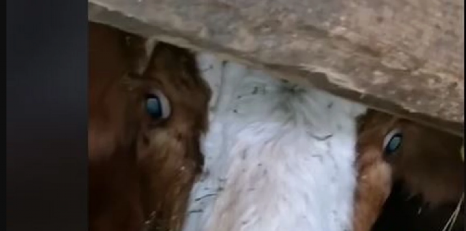 RASVETLJENA TEŠKA KRAĐA: Nikšićanin osumnjičen da je pod okriljem noći otuđio kravu