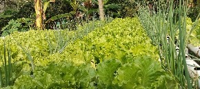 UZ CRNI LUK UVEK POSADITE OVU BILJKU Prinos nikad veći, a plod krupan i zdrav