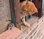 DA LI SU OVO ''TOM I DŽERI'' U STVARNOM ŽIVOTU? Mačka je jurila miša, a onda uradila OVO – internet ne prestaje da bruji o tome! (VIDEO)