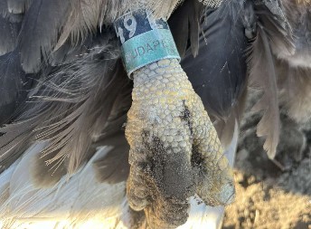 5 UGINULIH ORLOVA PRONAĐENO U ATARU SVILOJEVA Pretužna vest, ima još otrovanih životinja