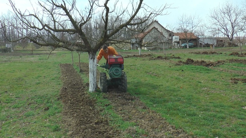 NEĆE BITI NI ZA DŽEM! Rani mrazevi skoro potpuno uništili ovogodišnji rod kajsije!