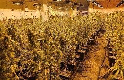 KRIMI-KOMŠIJE OSUĐENE NA ROBIJU Srbi u Sloveniji krali struju da bi uzgajali konoplju!