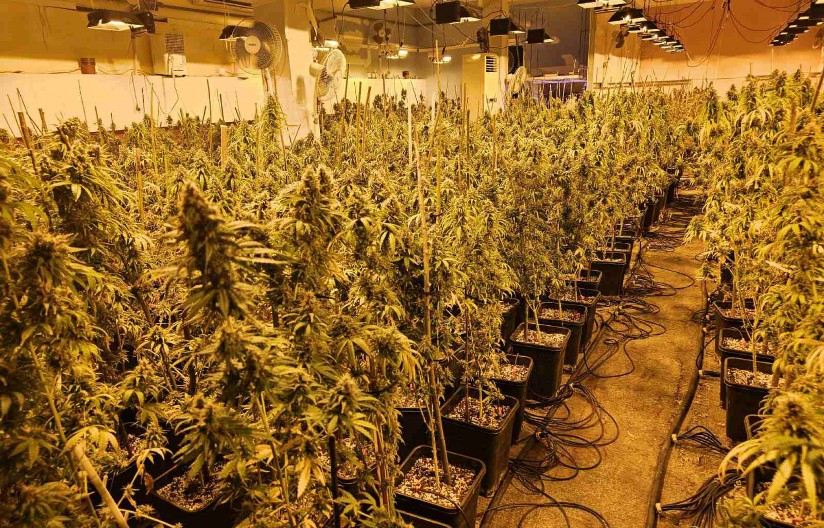 KRIMI-KOMŠIJE OSUĐENE NA ROBIJU Srbi u Sloveniji krali struju da bi uzgajali konoplju!