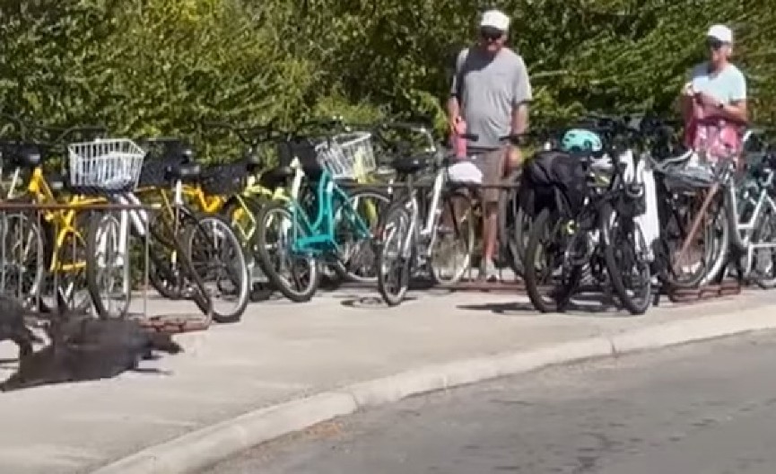 AU, JEL MOGUĆE OVO? Brutalna tuča između divljih stvorenja zaprepastila turiste, krv i ogrebotine na sve strane! (VIDEO)