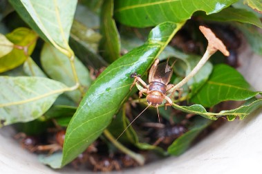 ITALIJANI REŠILI DA UZGAJAJU JEDNU POSEBNU VRSTU INSEKATA Planiraju da otvore 100 farmi