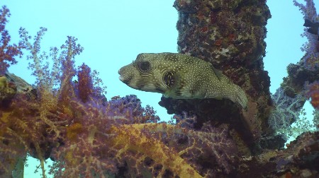 OPREZ, OTROVNA RIBA VIĐENA U JADRANSKOM MORU Njen ugriz može da ubije čoveka!
