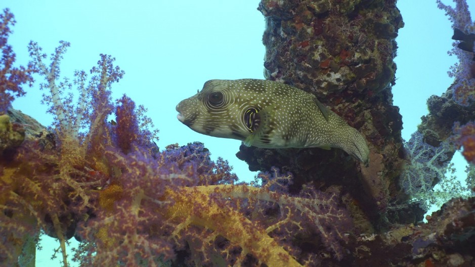 OPREZ, OTROVNA RIBA VIĐENA U JADRANSKOM MORU Njen ugriz može da ubije čoveka!
