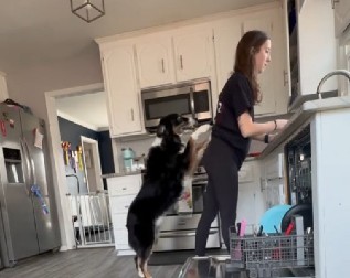 NJEN PAS JE PREDOSETIO KATASTROFU Prala je sudove u kuhinji kada je počeo napad, ljubimac u sekundi sprečio tragediju! (VIDEO)