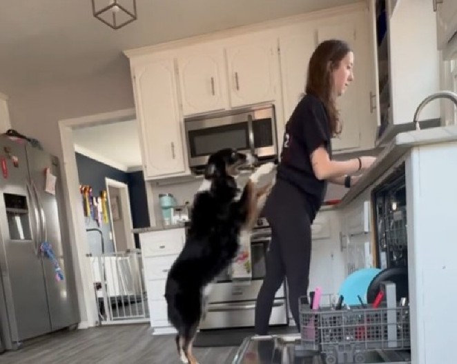NJEN PAS JE PREDOSETIO KATASTROFU Prala je sudove u kuhinji kada je počeo napad, ljubimac u sekundi sprečio tragediju! (VIDEO)