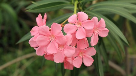 IZA RASKOŠNE LEPOTE KRIJE SE OTROV Mnogi imaju ovaj cvet u dvorištu, a ne znaju koliko je opasan