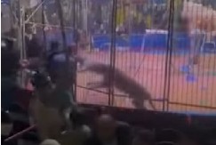 JEZIVA SCENA U CIRKUSU! Lav napao trenera, otkunuo mu je RUKU,  publika u panici! (VIDEO)