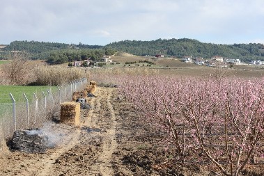 ZA VIKEND MRAZ PRETI DA OBERE VOĆNJAKE Na udaru su kajsije, breskve, trešnje i šljive, evo kako da ih zaštitite