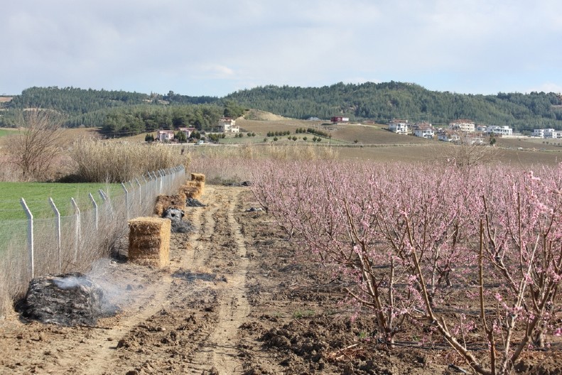 ZA VIKEND MRAZ PRETI DA OBERE VOĆNJAKE Na udaru su kajsije, breskve, trešnje i šljive, evo kako da ih zaštitite