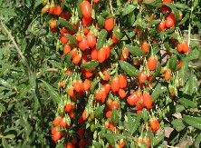 Jovanovići gaje biljku čiji kilogram košta 50 evra: Krenuli tražeći lek, a sada je unosan biznis