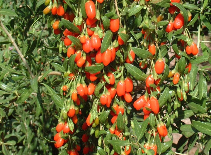 Jovanovići gaje biljku čiji kilogram košta 50 evra: Krenuli tražeći lek, a sada je unosan biznis