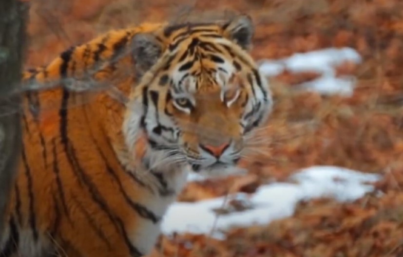 HAOS U RUSIJI! Kako je amurski tigar ubio političara pre nego što je i sam izgubio život?