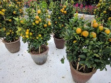 VRATITE MIR I BLAGOSTANJE U PORODIČNI DOM Da rasterate lošu energiju treba vam samo jedno voće