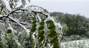 "SA KAJSIJOM SMO SE VEĆ POZDRAVILI, ŠLJIVA POD ZNAKOM PITANJA" Voćari uplašeni zbog snega i mraza (FOTO)