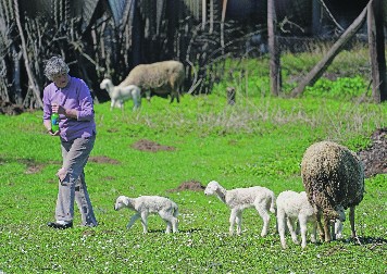 BEZ POSKUPLJENJA PRED VASKRS Cene jaganjaca ostaju stabilne