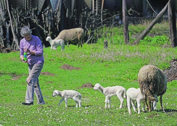 BEZ POSKUPLJENJA PRED VASKRS Cene jaganjaca ostaju stabilne