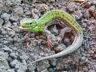ZARAĐUJU NA VRSTI KOJA IZUMIRE Cveta šverc retkih gmizavaca
