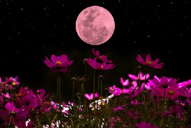 OD 13. APRILA SVE SE MENJA ZA OVA 3 ZNAKA  Ružičasti pun Mesec u Vagi donosi neverovatne preobražaje